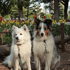 たまるびスタンプ