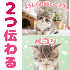 とびだす★1枚で2つ伝わる！猫★ねこ