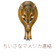 ちいさなマメジカ連絡