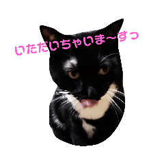 黒ニャンコの日常その後