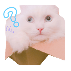 しろもふちゃん vol.1