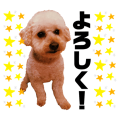 トイプードルのばーむくん