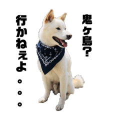 媚びない犬「らん太郎」