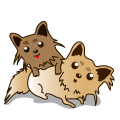 チワワだ～い好き！