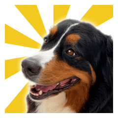 バーニーズマウンテンドッグのラブさん