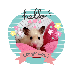 ハムスター ふうたん