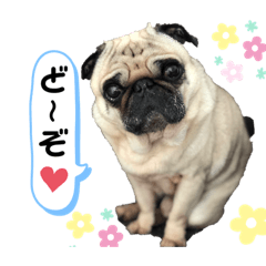 パグの虎太郎〜コタの気持ち〜