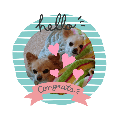 かわいいーワンコ