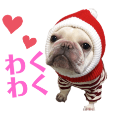 フレンチブルドッグ♡ここなつ