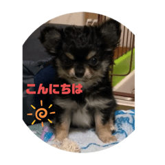 チワワ  ブラックタン