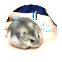 ハムスター日常生活