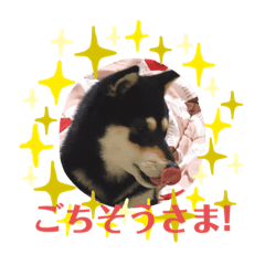 黒柴にこちゃん