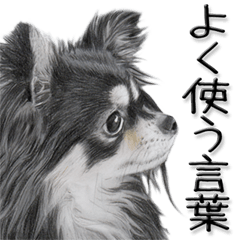 リアルわんこ（よく使う言葉）