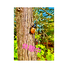 みんなの生き物生活