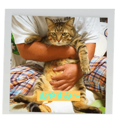 片岡家のネコたち    ピース