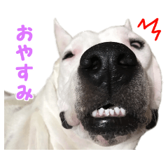 ルビーと愉快な仲間達