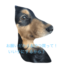 うちのチョコっぴ