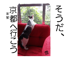 うちのねこさん3