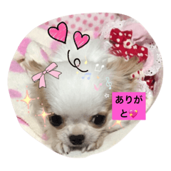 極小ミーちゃん