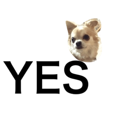 たねこです。。