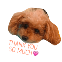 トイプードルのティアラchan