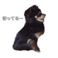 おらんちのくぅちゃん