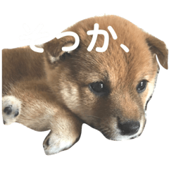 マメのスタンプm