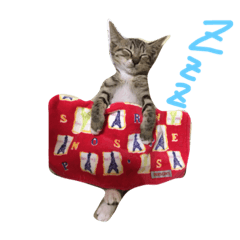 うちのにゃんこ みーこ