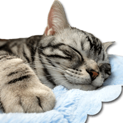 リア猫@アメショ