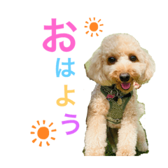 可愛いかるび♡