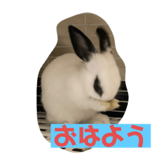 我が家のテンくん