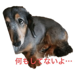 犬の気持ち！！