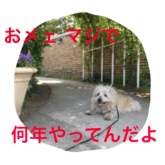 ケアーンテリアキッドくん