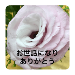 花で送るご挨拶