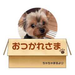 ヨーキーちゃちゃまる♡