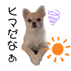 ココ-cocoの日常