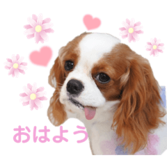 キャバリアのめるだよ