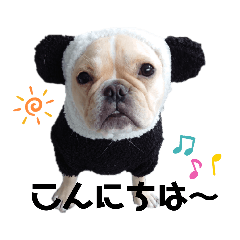 フレンチブルドッグおもち4️⃣