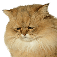 しょんぼり猫「ふーちゃん」