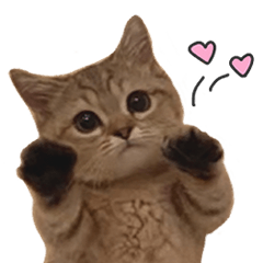 にぼしといっしょ