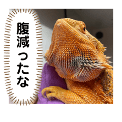 我が家の仲間達。