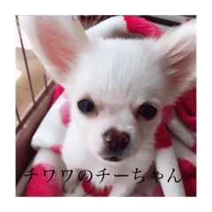 しげぽんのスタンプ