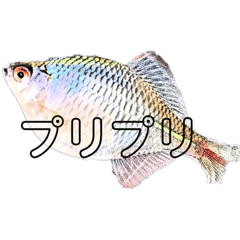 タナゴ釣り人のスタンプ2