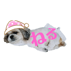 シーズ犬めいなな姉妹 日常ver