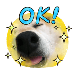 柴犬つゆちゃんだよ①