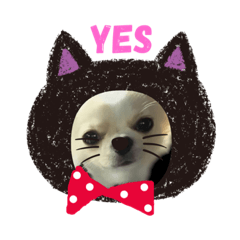 チワワのくうた☆彡