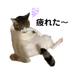 さとう家のねこ