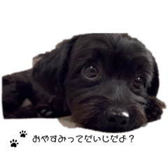 黒チワプーノア＊日常編