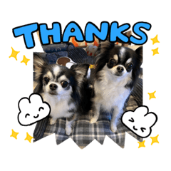 チワワとちわわ