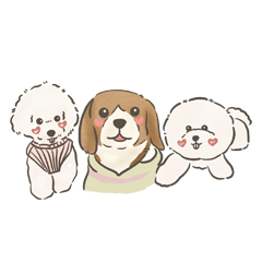 Bichon two sisters Reiji SugarMigru LILO